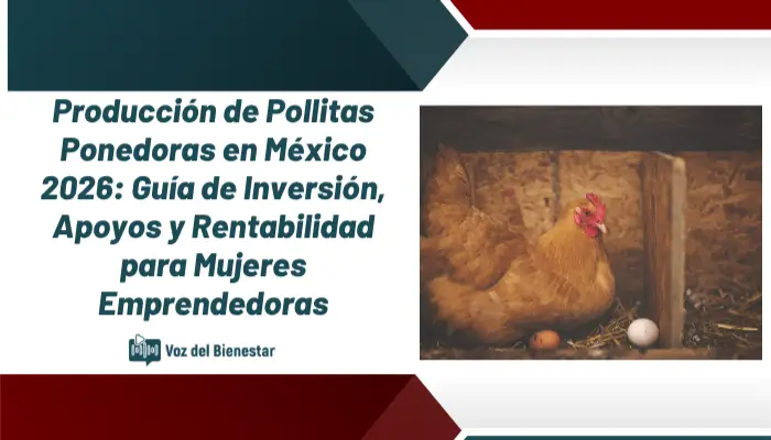 Producción de Pollitas Ponedoras en México 2026: Guía de Inversión, Apoyos y Rentabilidad para Mujeres Emprendedoras